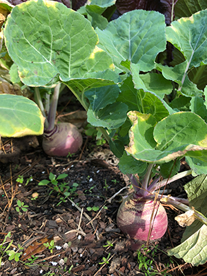 turnips in the garden