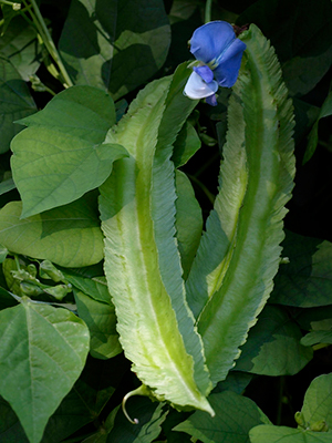 Two long green bean pods with frills running down the sides of the pods, along with one indigo flower