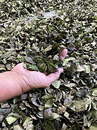 Dried yaupon leaves are small and oval in shape