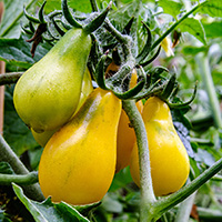 Close view of three small yellow pear-shaped tomatoes