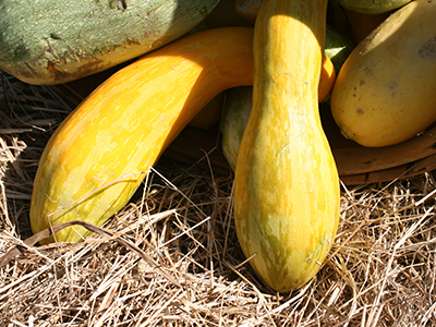 Three yellow squashes tumbling out of a basket onto straw in the sun