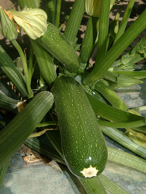 Green zucchini fruit still on the plant