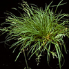 A clump of a grasslike plant on a black background
