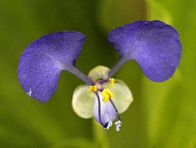 Three petaled blue flower