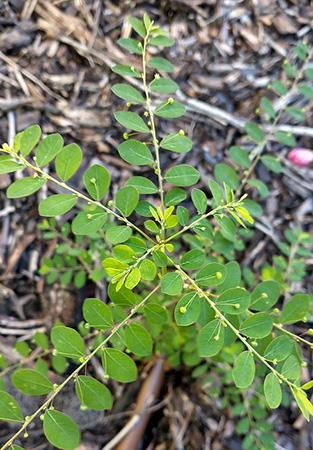 Top view of chamberbitter plant showing its leaves and tiny fruits