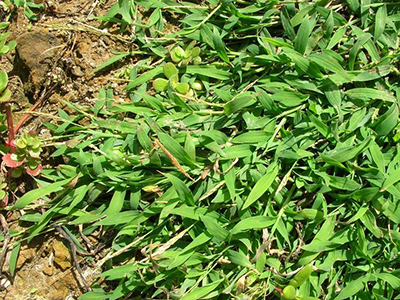 crabgrass sprawling across clay soil