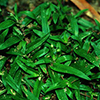 Bright green strappy blades of grasslike doveweed