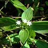 small green plant with tiny white star shaped flowers