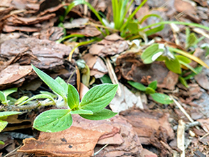 A nondescript weed in mulch