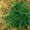 A clump of short green grass with long, thin, seedheads growing out of it
