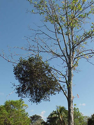 Mistletoe in tree