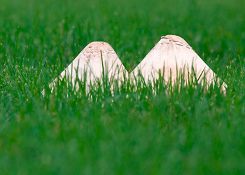 The white tops of two mushrooms peeking up through grass