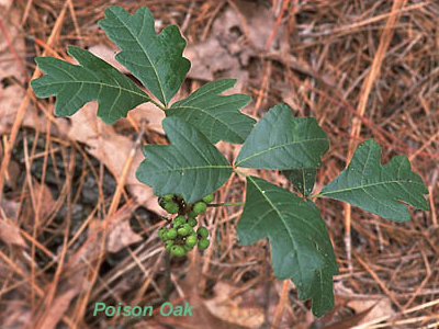 immature poison oak seedling showing fully formed leaves