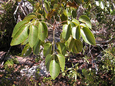 Pale olive-green leaves with dots of resin on a slender branch