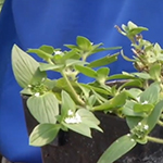 Small green plant with lance shaped leaves and tiny white flowers