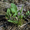 Small green plant