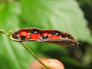 pod of bright red peas with black eyes