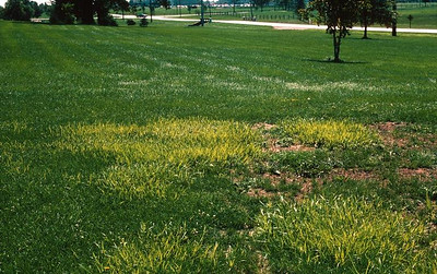 A green lawn with a large patch of yellowed grass