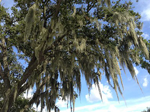 Looking up at a tall oak with a lot of Spanish moss hanging from its branches