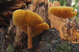 Tan mushrooms growing on the base of a tree