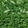 A dense cover of low green clover plants with a few white flowers