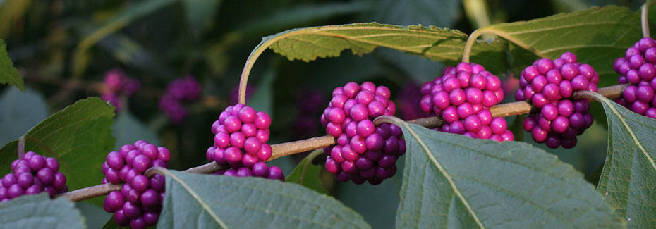 Cluster of tiny bright purple berry-like fruit on the stem of a shrub