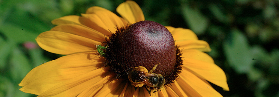 Close view of yellow petaled black-eyed Susan hosting a bee