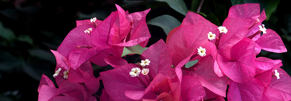 Hot pink papery bracts of bougainvillea with the tiny white true flowers peeking out