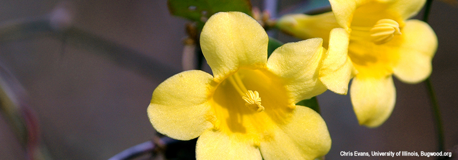 yellow trumpet shaped flowers of carolina jessamine by Chris Evan, University of Illinois, Bugwood.com