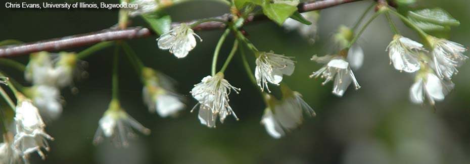 Delicate tiny white flowers on a chickasaw plum tree branch; photo by Chris Evans, University of Illinois, Bugwood.org