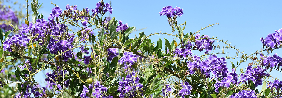 A sprawling shrub covered in purple flowers