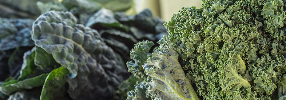 Beautiful photo of dark green dinosaur kale and lighter green frilly-leafed curly kale, photo by the amazing Lance Cheung, USDA