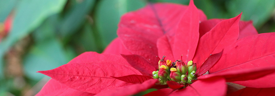Bright red poinsettia very close view