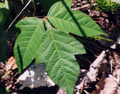 Poison ivy leaf, with three divided leaflets