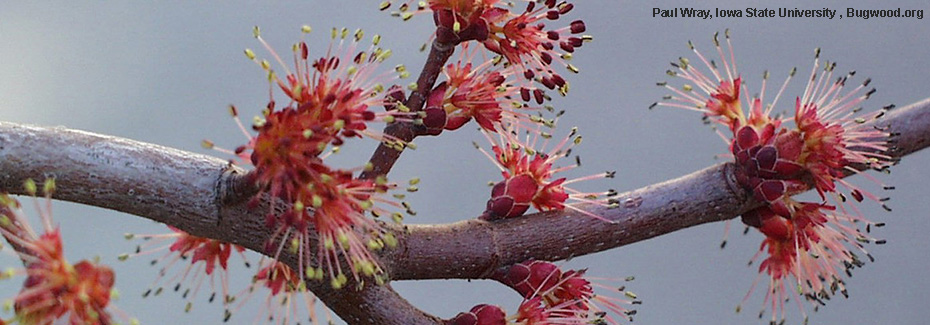 Bottlebrush - Gardening Solutions - University of Florida, Institute of  Food and Agricultural Sciences