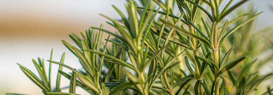 Very close view of rosemary