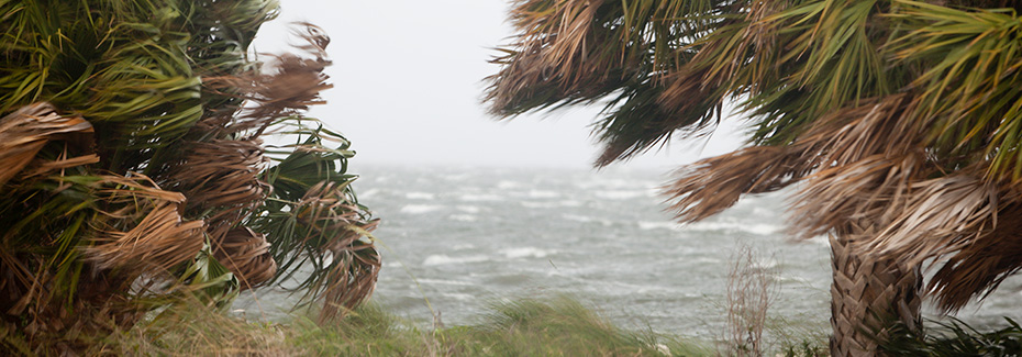 Palm trees being lashed by wind