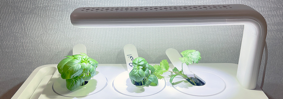 Three baby plants in a small, brightly lit hydroponic unit