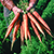 A bunch of orange carrots