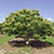 A chestnut tree
