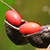 Bright red seeds of coral bean