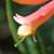 Pinkish-red tubular honeysuckle flower