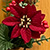 A poinsettia decoration from the grapevine wreath