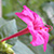 bright pink trumpet shaped flower