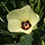 Yellow flower of okra plant