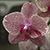 Pink orchid flower with white speckling