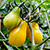 THree tiny yellow pear shaped tomatoes