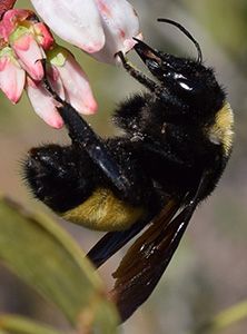 A fuzzy black and yellow bee