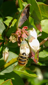 Bee upside down on small white bellshaped flowers