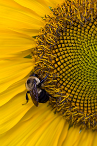 Close view of bee on a yellow flower